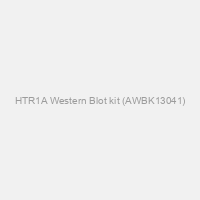 HTR1A Western Blot kit (AWBK13041)